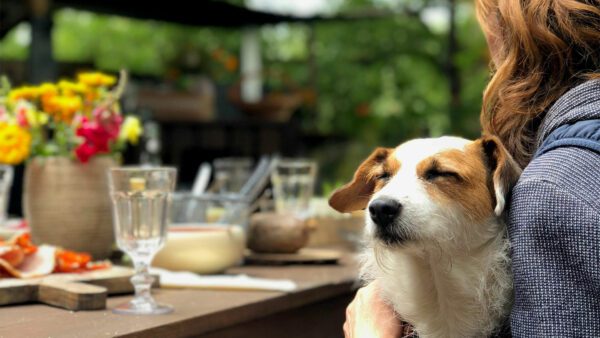 een hond zit met zijn baasje op het terras